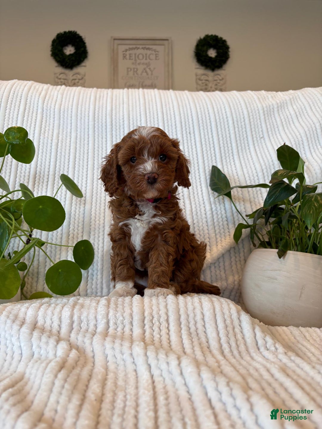 Cavapoo dogs for sale: Cavapoo Puppy 4 (Ivy) - Ad 2