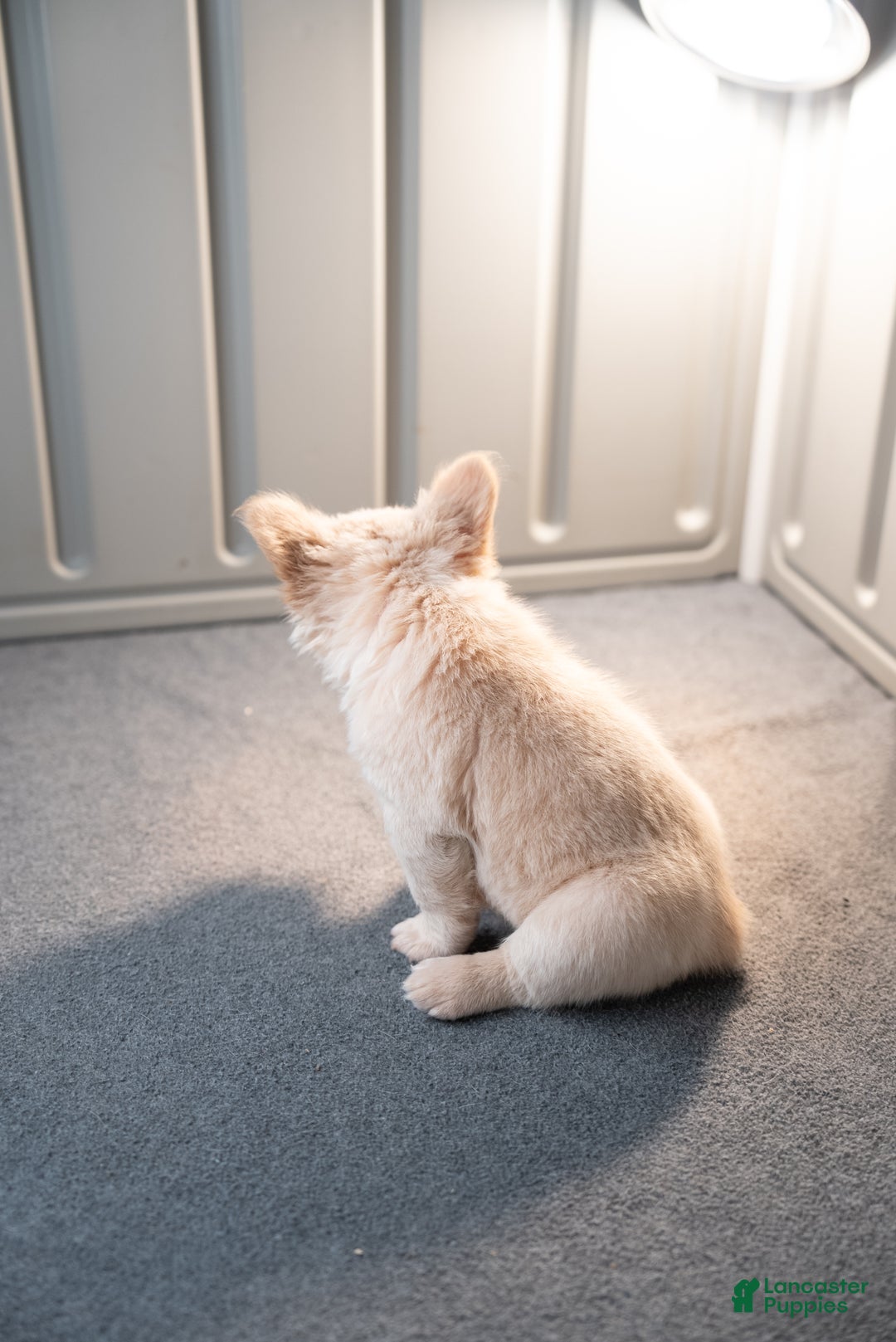 French Bulldog dogs for sale: Snow White - Ad 5