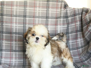 Shih Tzu dogs - Ad 33