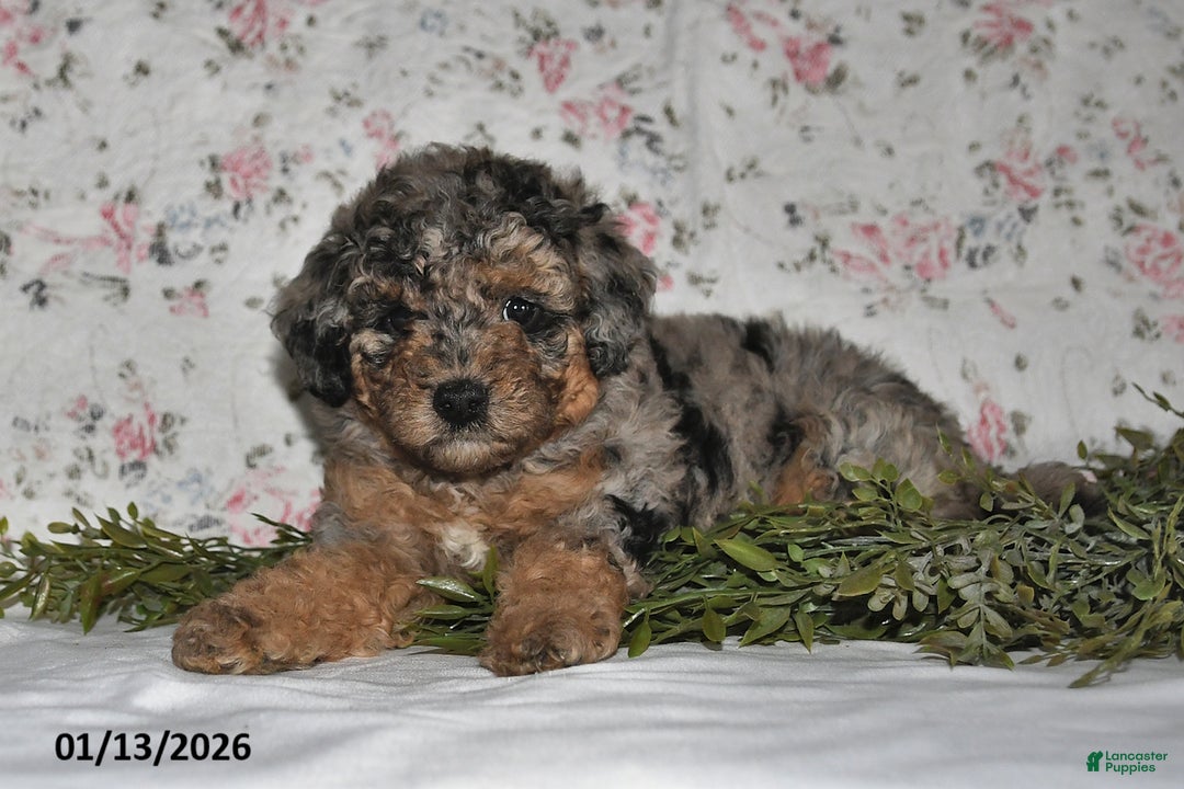 Mini Aussiedoodle dogs for sale: Abby - Ad 2