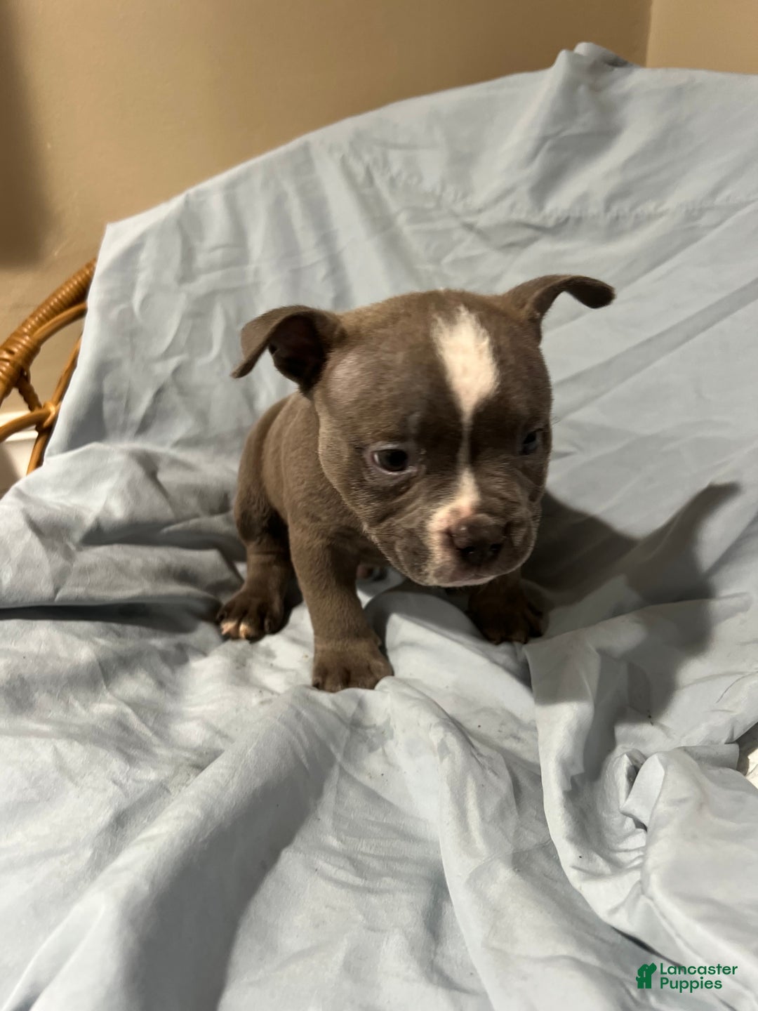 American Bully dogs for sale: American Bully Puppy 3 - Ad 1