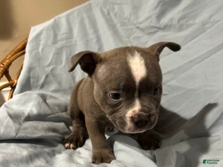 American Bully dogs American Bully Puppy 3 - Ad 3