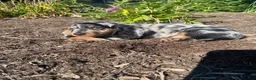 Miniature Dachshund dogs for sale: Buster - Ad 6