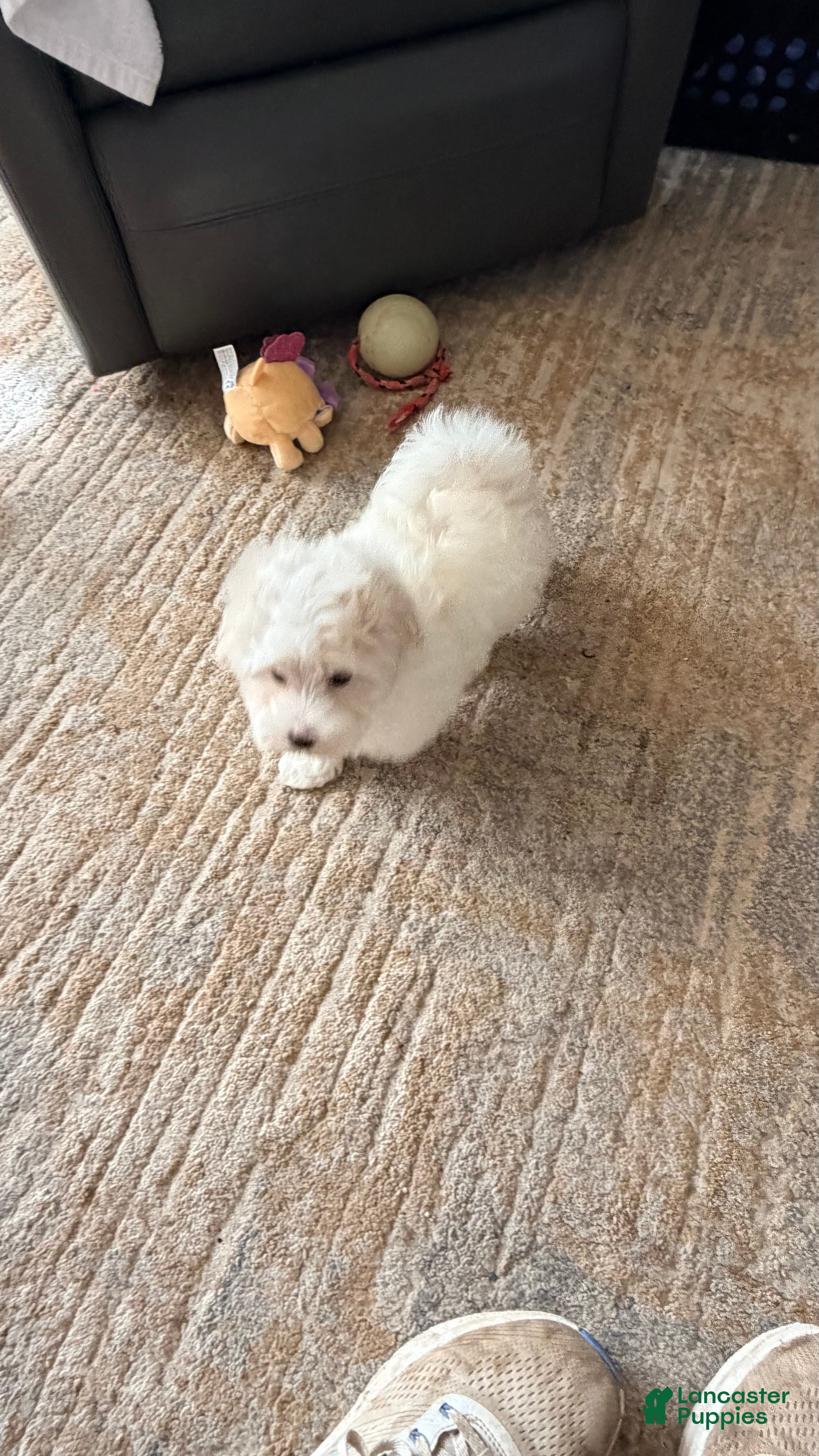 Maltipoo dogs  Poppy - Ad 2