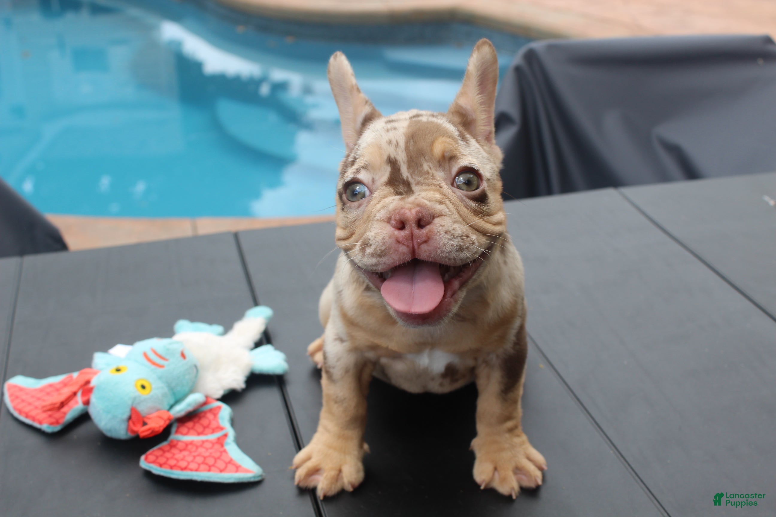 French Bulldog dogs MADELINE from DEATH BECOMES HER - Ad 1
