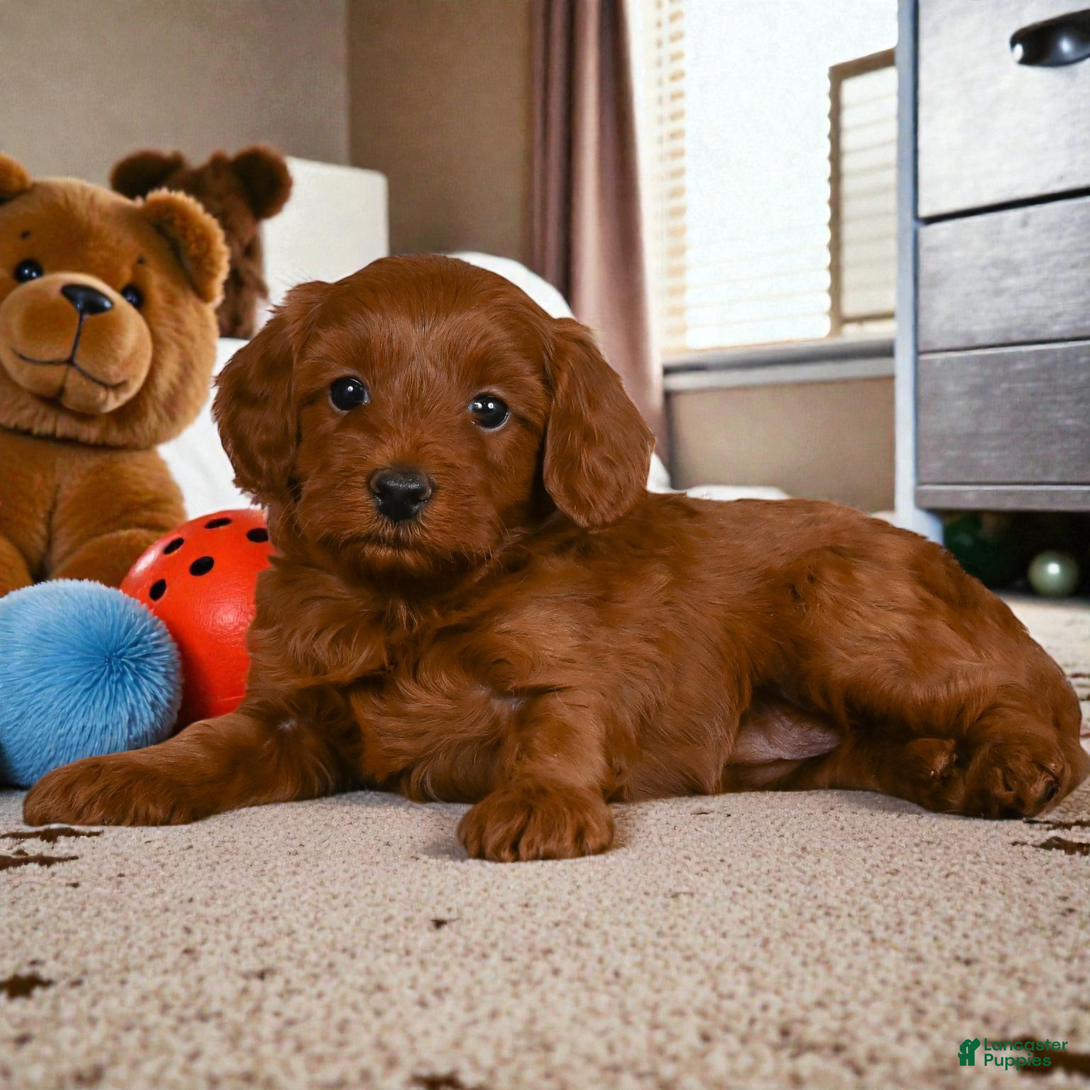 Cavapoo dogs Joy - Ad 2