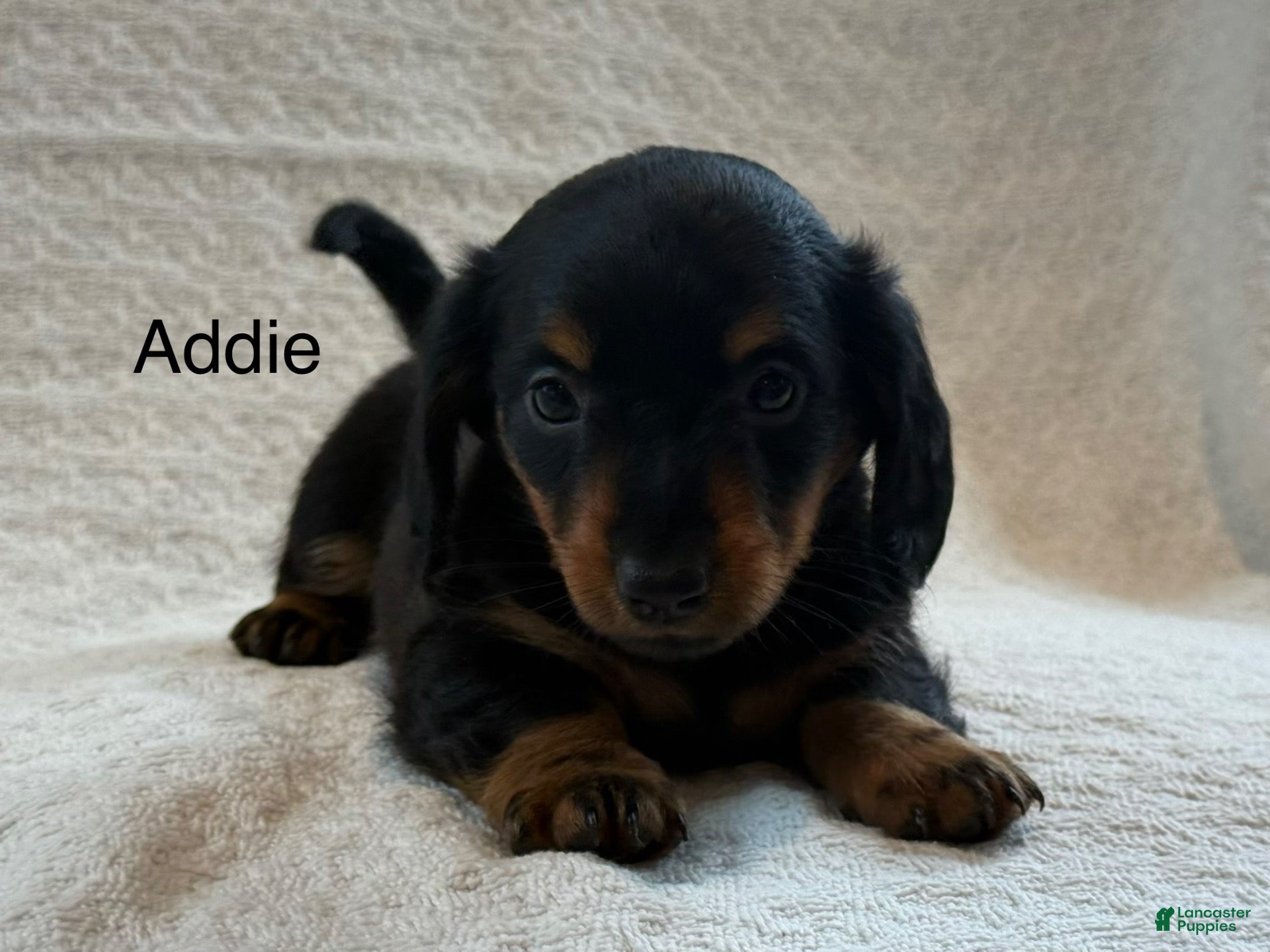 Miniature Dachshund dogs Addie - Ad 1