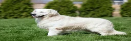 Golden Retriever dogs for sale: Louie - Ad 6