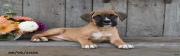 Boxer dogs for sale: Ashley - Ad 3