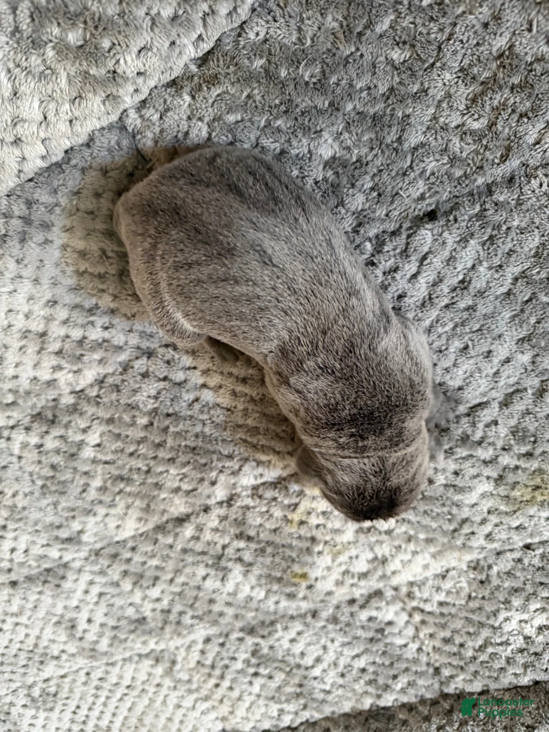 Cane Corso dogs for sale: Cane Corso Puppy 7 - Ad 2