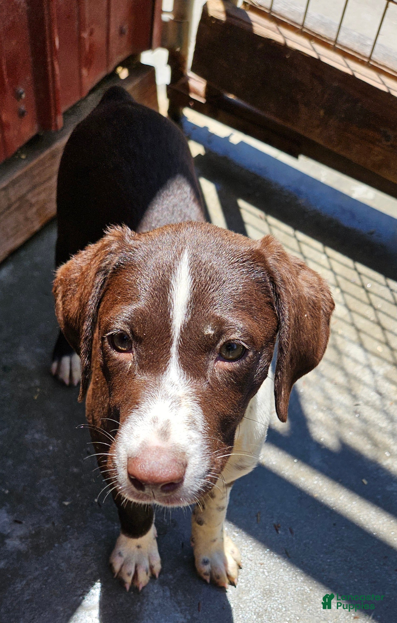Mixed Breed dogs Mixed Breed Puppy 2 - Ad 1