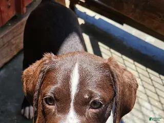Mixed Breed dogs for sale: Mixed Breed Puppy 2 - Ad 2