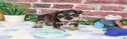 Miniature Schnauzer dogs for sale: Luther - Ad 3