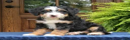 Mini Bernedoodle dogs for sale: Ringo  - Ad 3