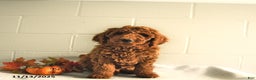 Standard Poodle dogs for sale: Ryan - Ad 2