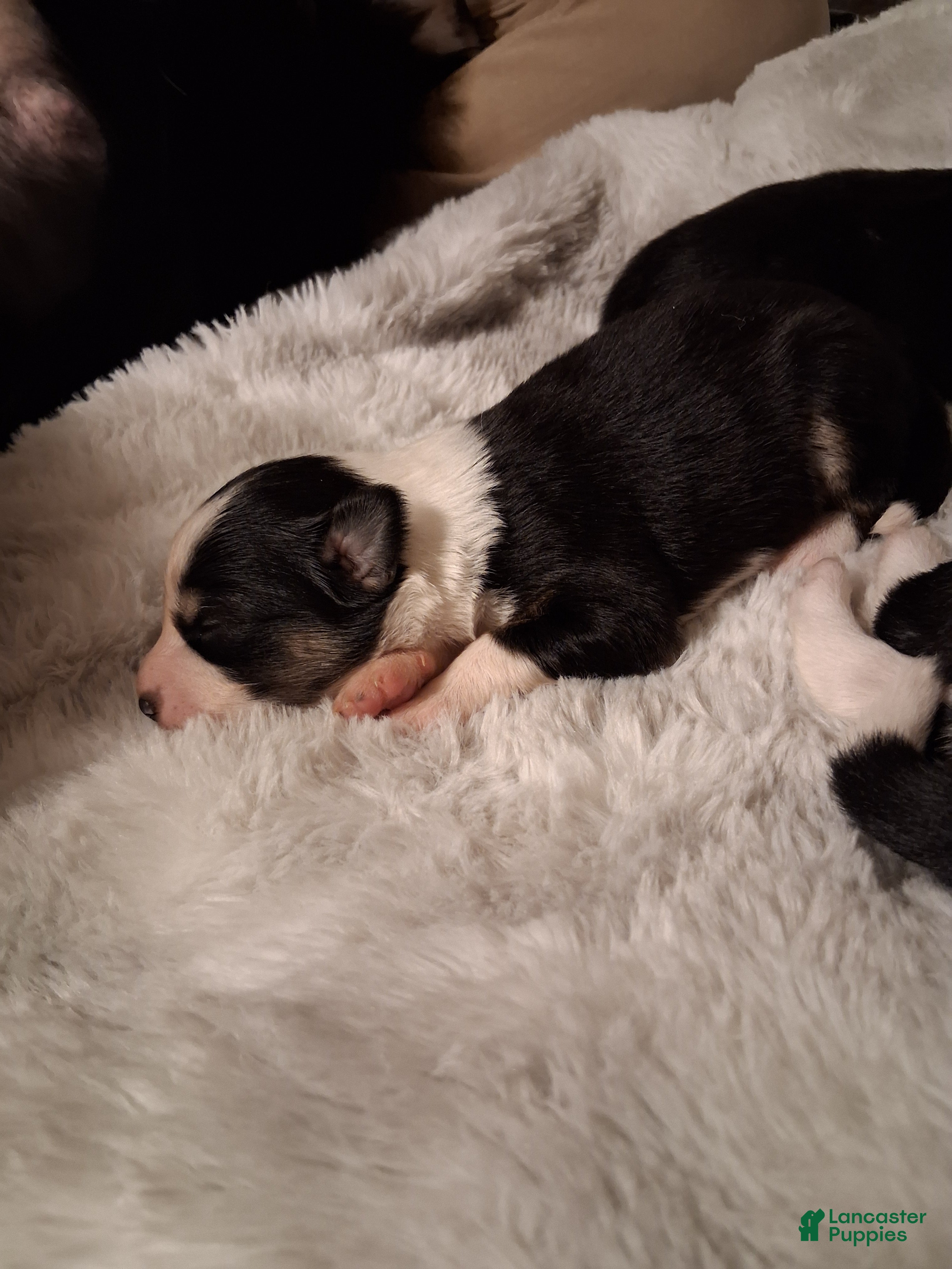 Mixed Breed dogs Mixed Breed Puppy 1 - Ad 8