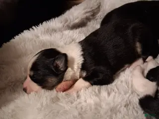 Mixed Breed dogs Mixed Breed Puppy 1 - Ad 8