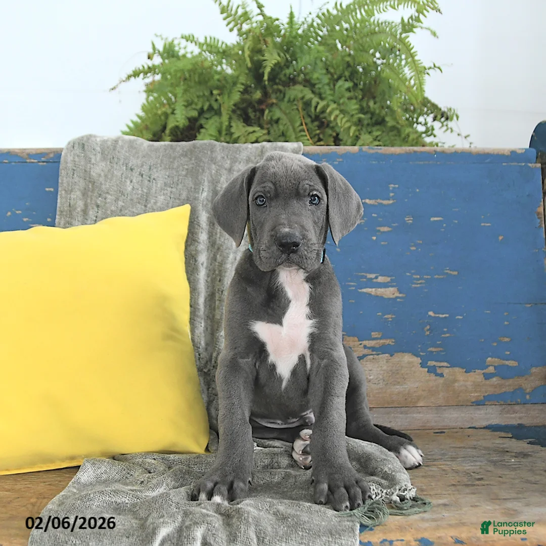 Great Dane dogs for sale: Caesar - Ad 5