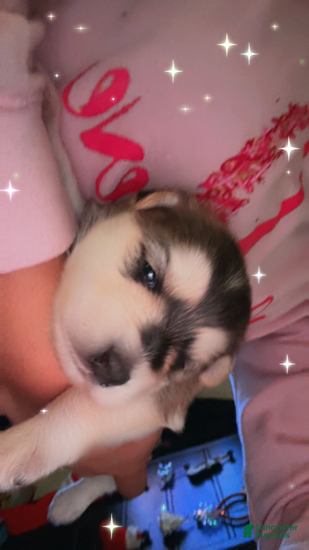 Mixed Breed dogs Twinkle  - Ad 8