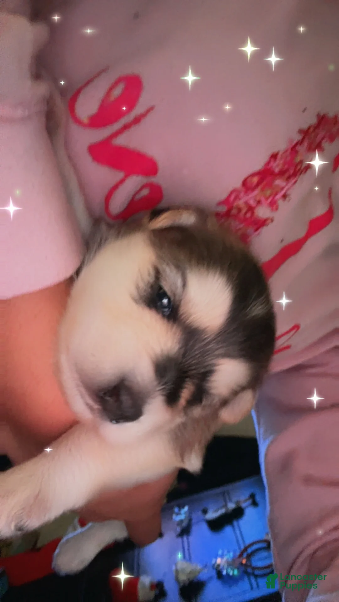 Mixed Breed dogs for sale: Twin - Ad 2