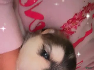 Mixed Breed dogs Twinkle - Ad 1