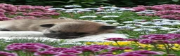 Pomeranian dogs for sale: Pomeranian 1 - Ad 5