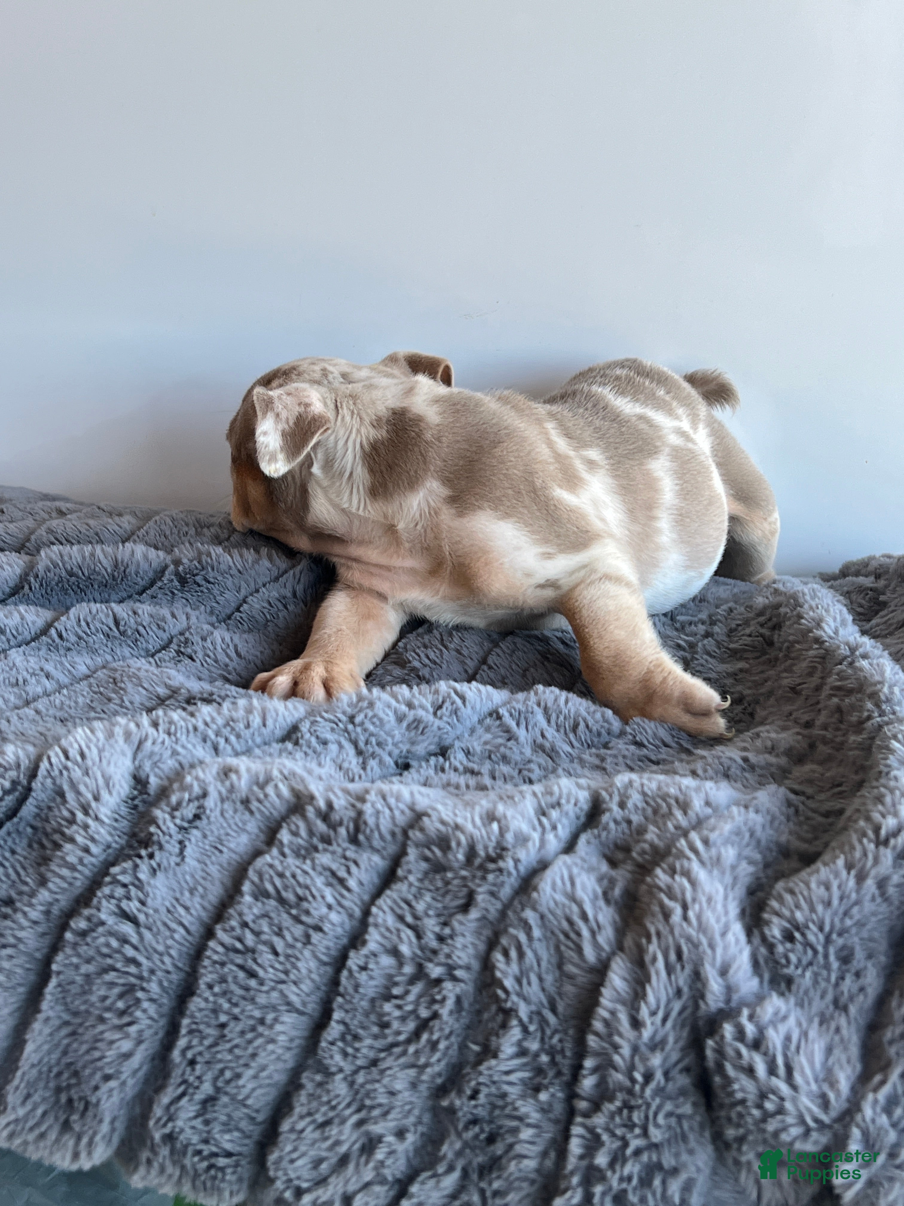 English Bulldog dogs Block - Ad 10