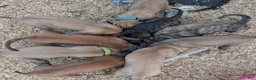 English Mastiff dogs for sale: Sassy (Hot Pink) - Ad 8