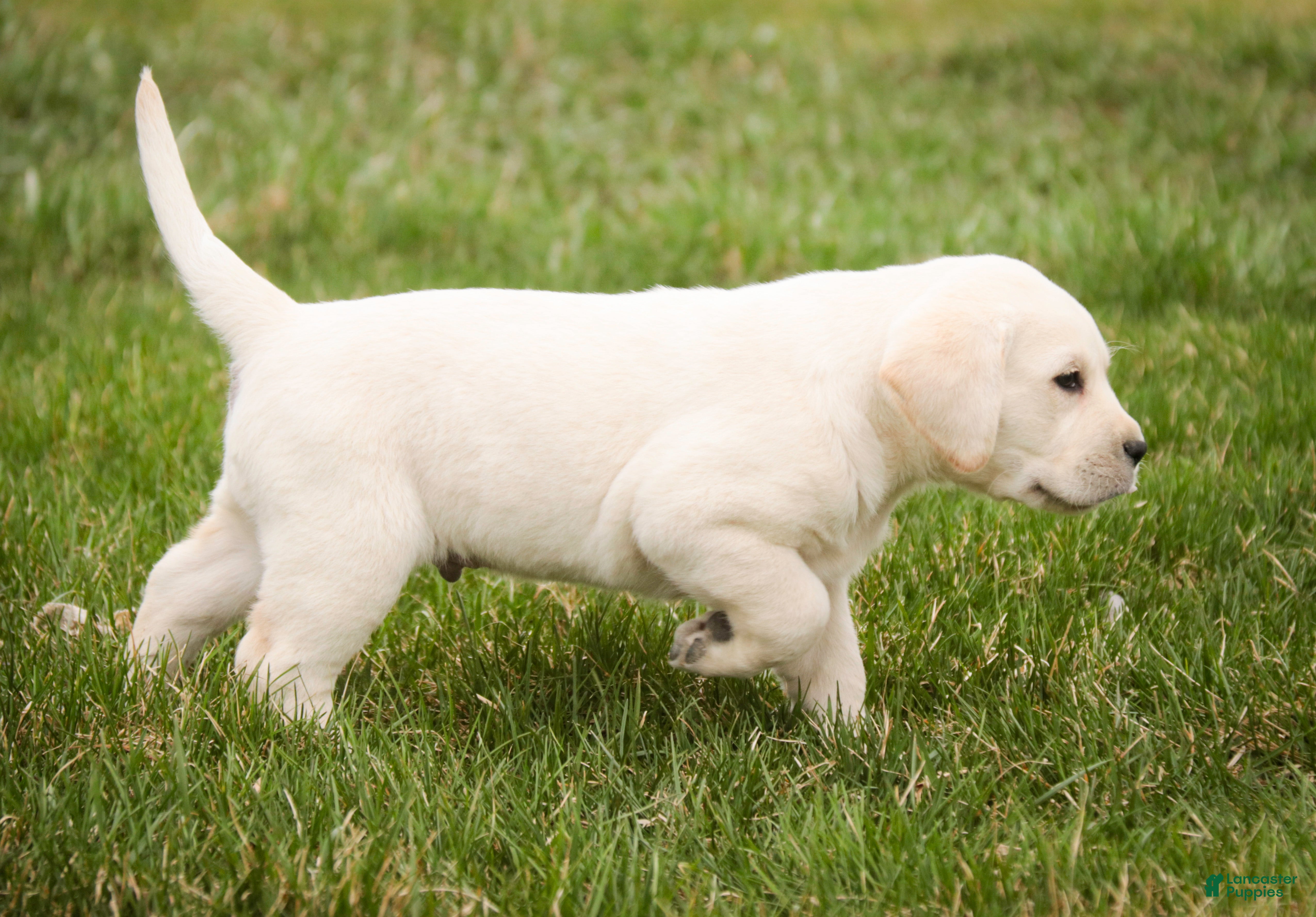 Labrador Retriever dogs Sheldon - Ad 2