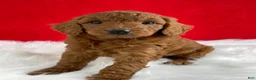 Mini Goldendoodle dogs for sale: Sadie - Ad 6