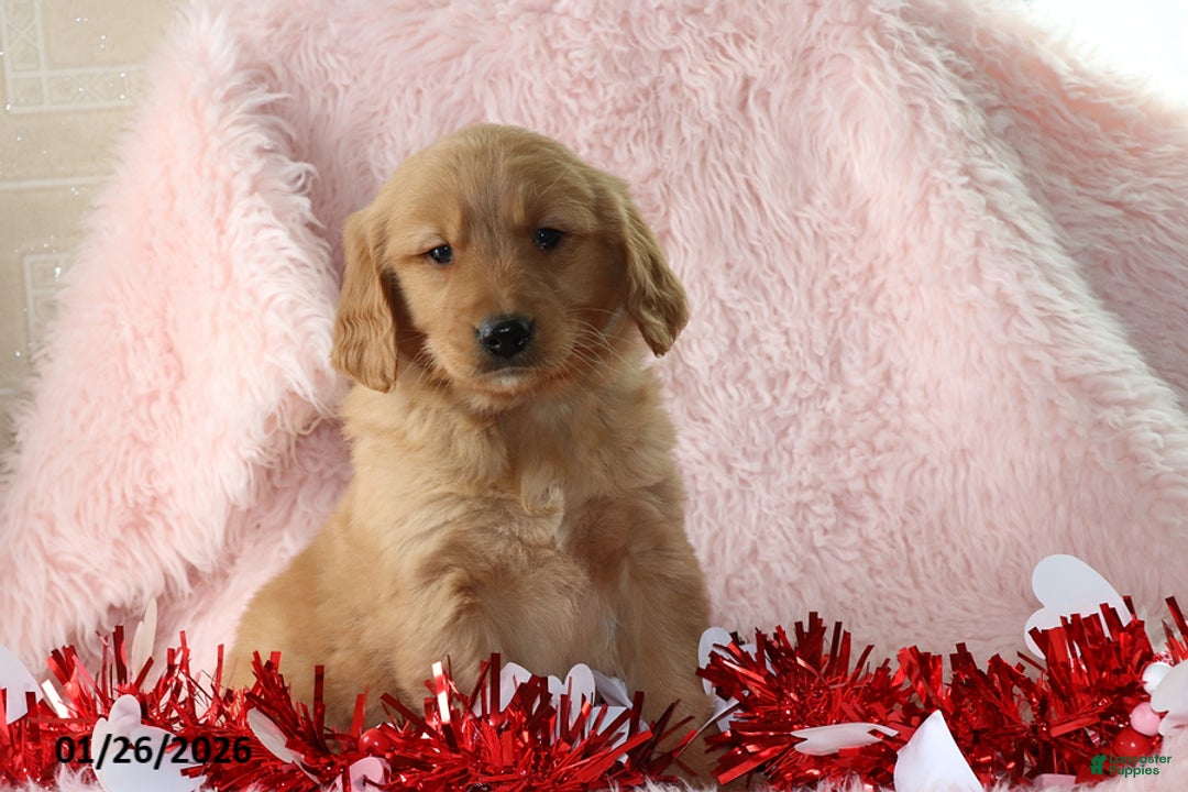 Golden Retriever dogs for sale: Lindsey - Ad 1