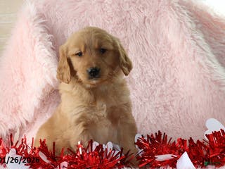 Golden Retriever dogs Lindsey - Ad 12