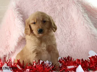 Golden Retriever dogs Lindsey - Ad 24