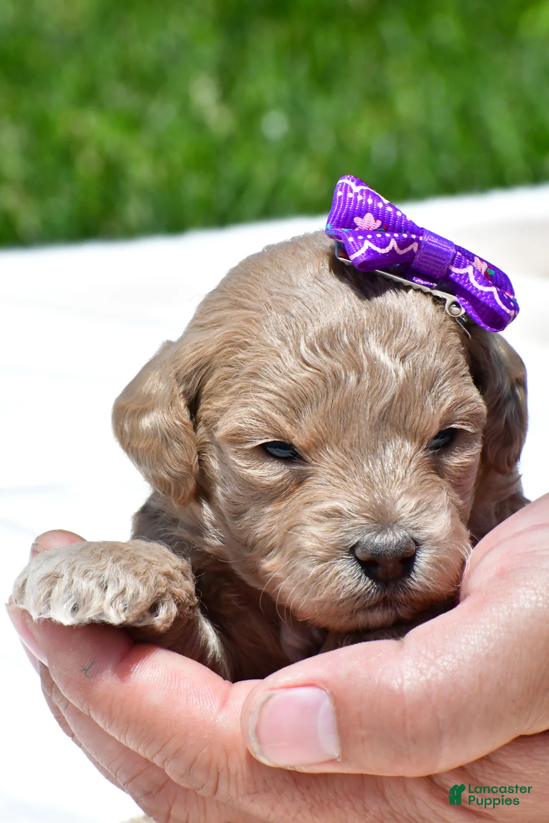 Mini Goldendoodle dogs for sale: Natasha - Ad 1