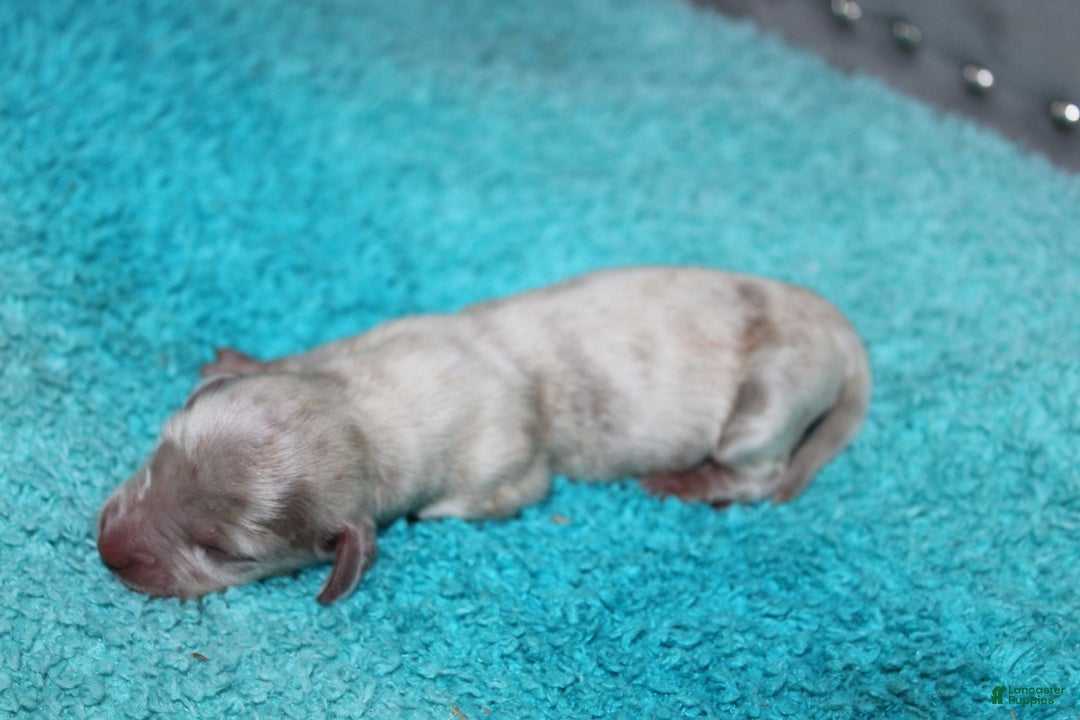 Miniature Dachshund dogs for sale: Duke Mini - Ad 4