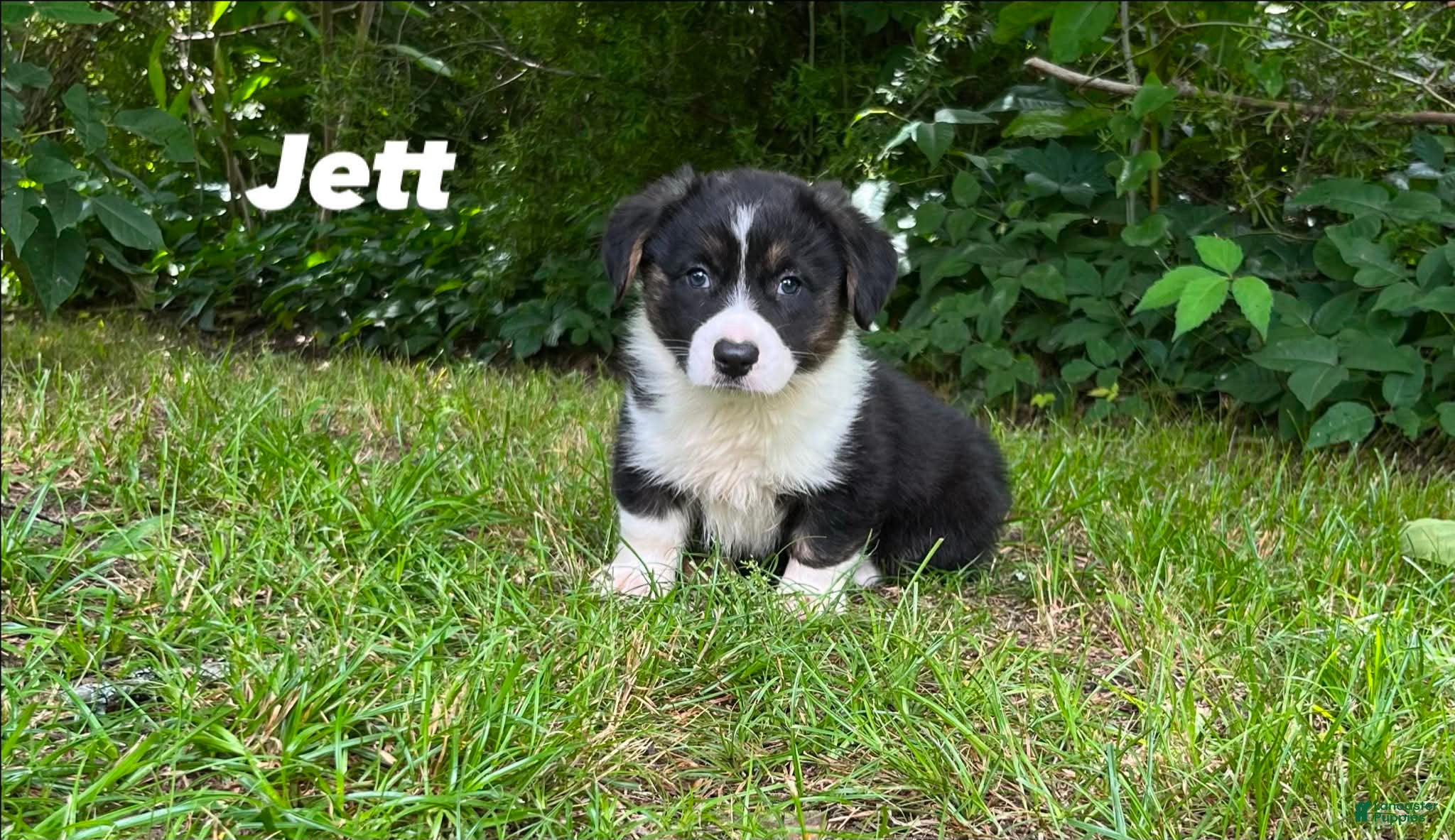 Welsh Corgi Cardigan dogs Jett - Ad 1
