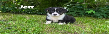 Jett