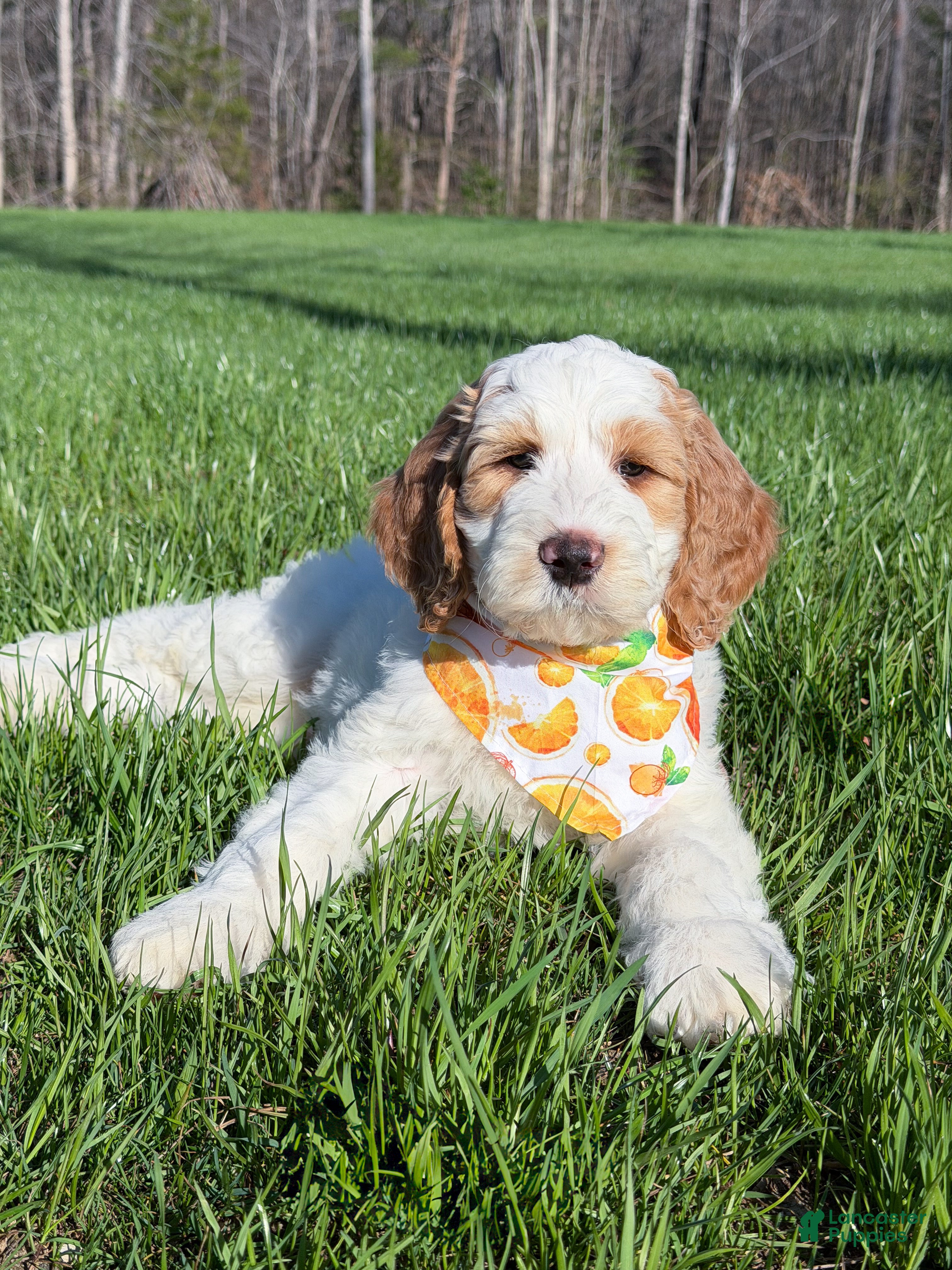 Goldendoodle dogs Knox - Ad 1