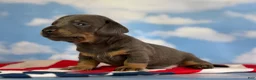 Miniature Dachshund dogs for sale: Akc Piston SH blue and tan DNA OFA  - Ad 4