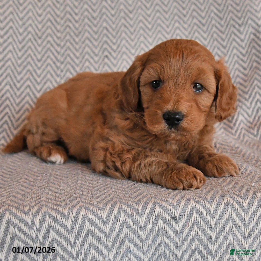 Mini Goldendoodle dogs for sale: Darla - Ad 2