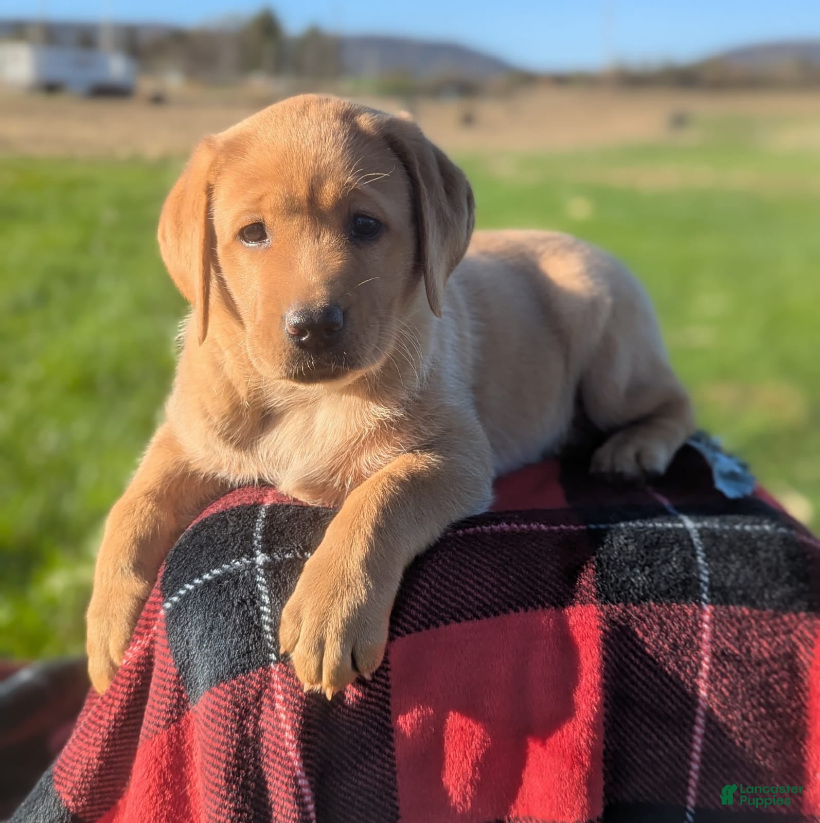 Labrador Retriever dogs Labrador Retriever Puppy 1 - Ad 14