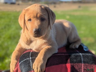 Labrador Retriever dogs Labrador Retriever Puppy 1 - Ad 8
