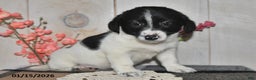 Mixed Breed dogs for sale: Debbie - Ad 3