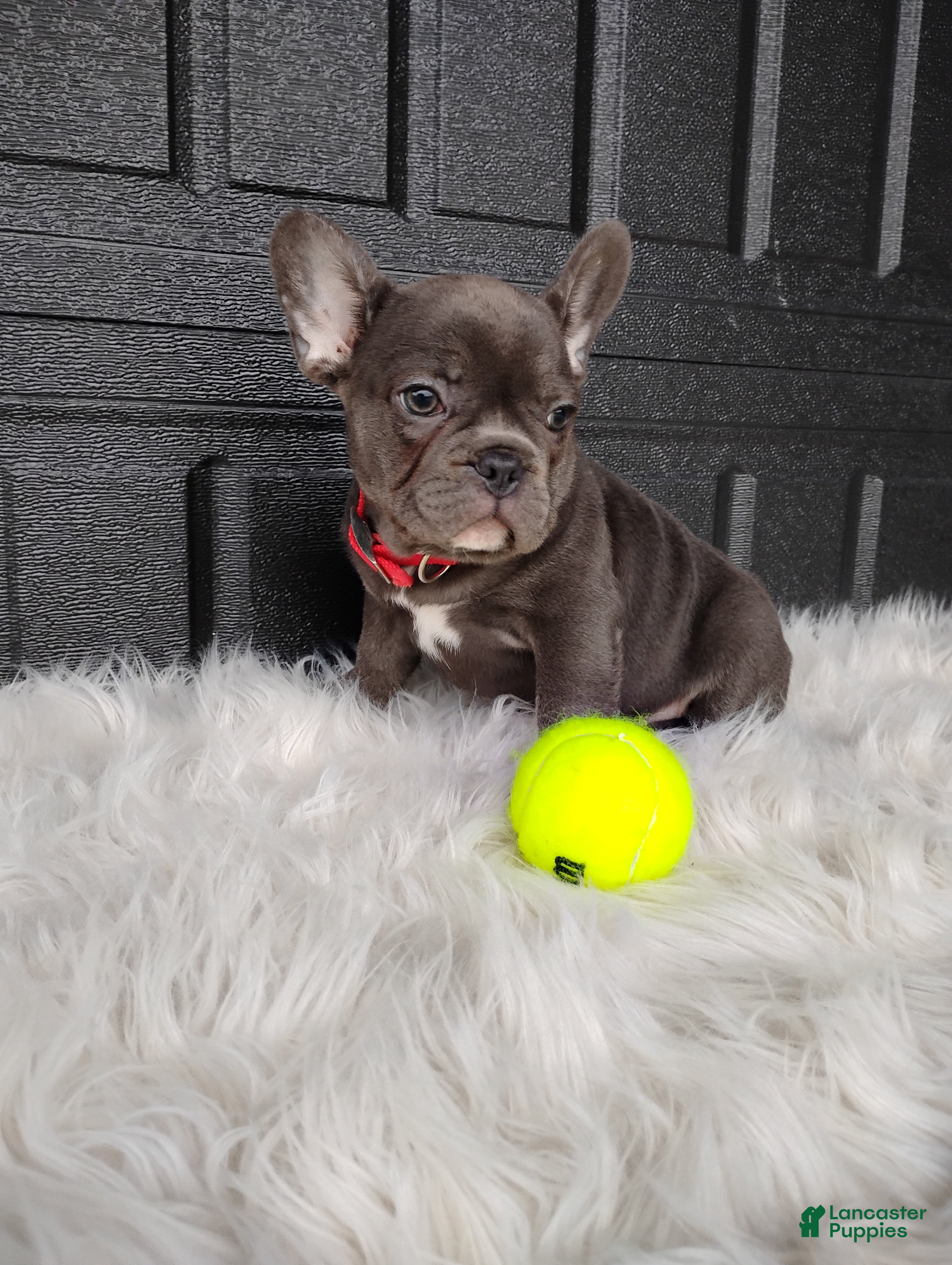 French Bulldog dogs Felix  - Ad 1