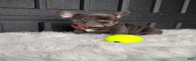 Felix 