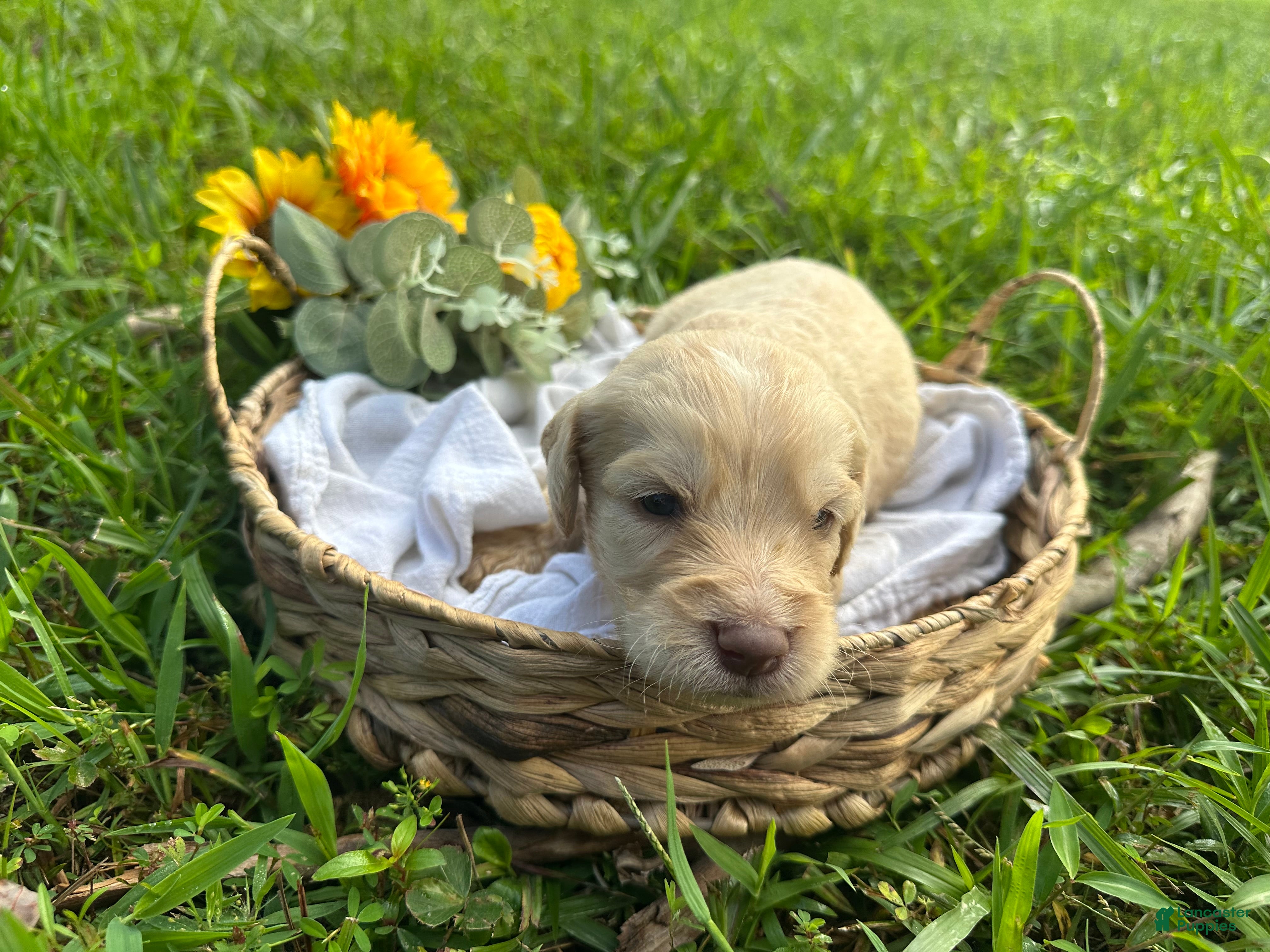 Goldendoodle dogs Goldendoodle 2 - Ad 2