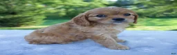 Mixed Breed dogs for sale: Royal - Ad 4