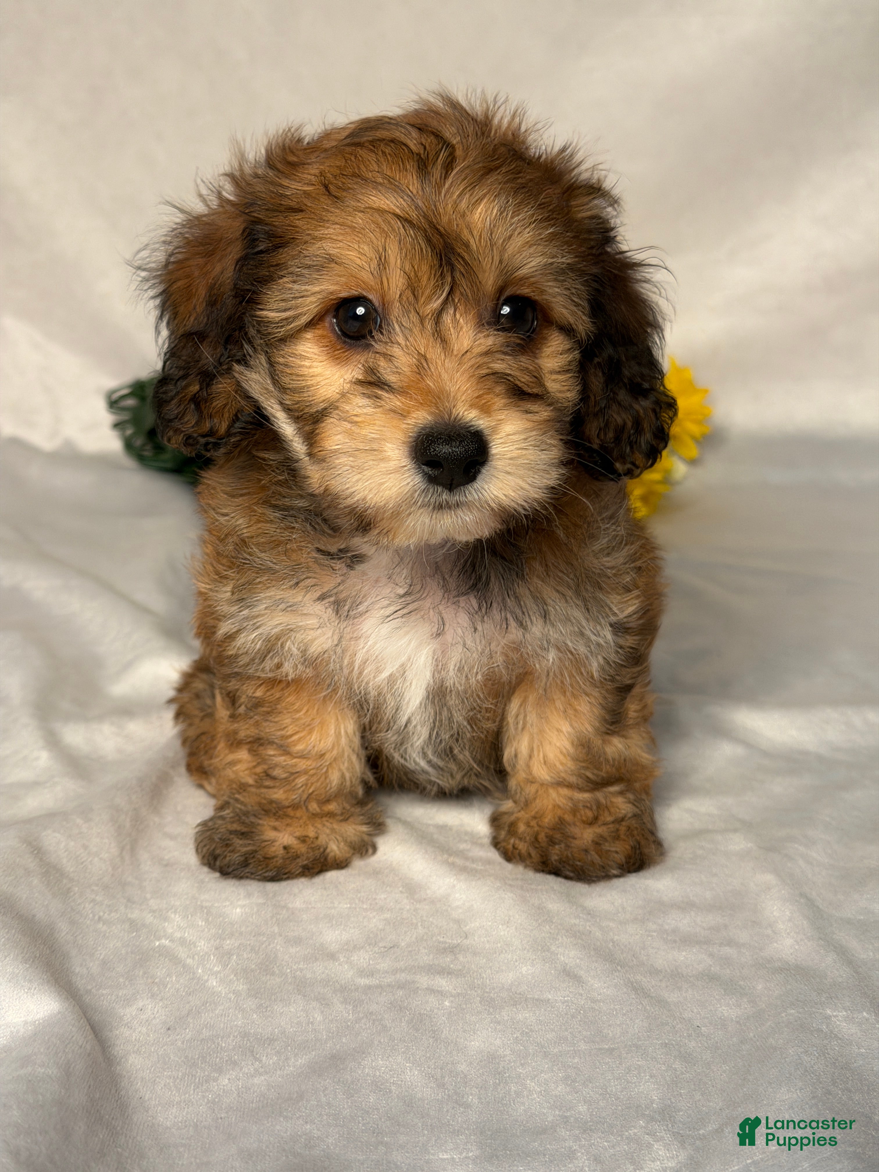 Mixed Breed dogs Jackson  - Ad 1