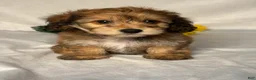 Mixed Breed dogs for sale: Jackson  - Ad 1