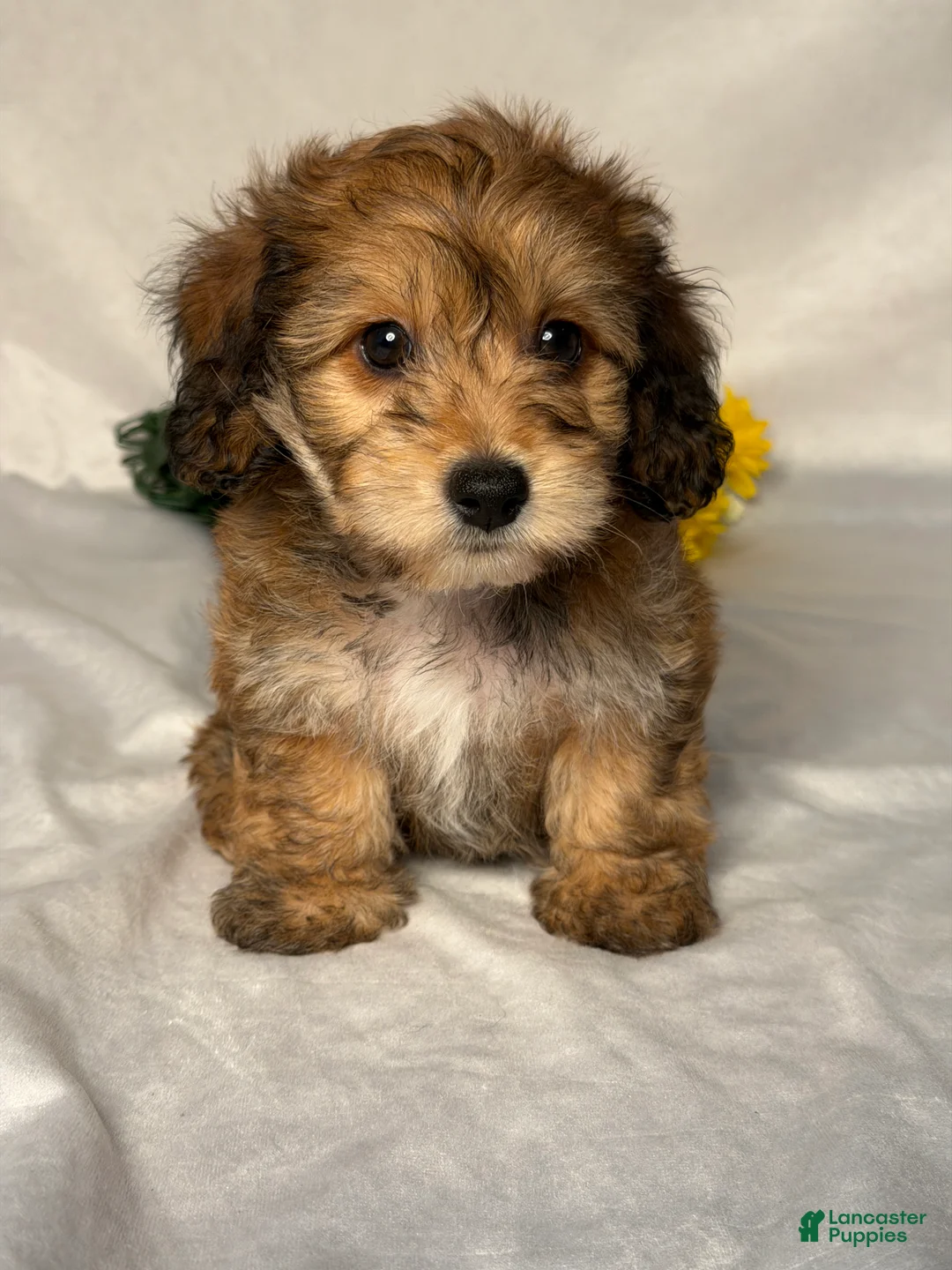 Mixed Breed dogs for sale: Jackson  - Ad 1